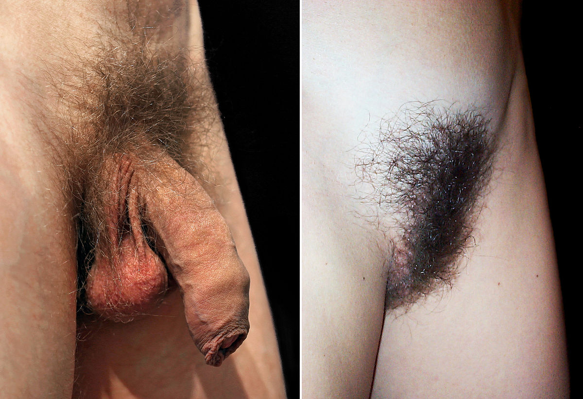 Snow W. reccomend wikimedia commons pictures female shaved genitalia